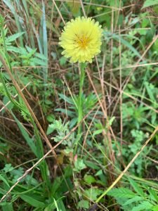 Pyrrhopappus carolinianus, “Carolina False Dandelion”