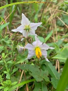 Solanum carolinense, “Carolina Horse Nettle