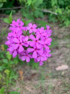 Phlox glaberrima, “Smooth Phlox”