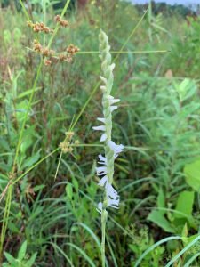 Spiranthes vernalis, “Spring Ladies’ Tresses” (the only documented orchid at the site)