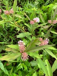 Asclepias incarnata, “Swamp Milkweed”