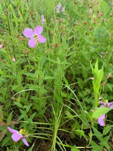 Rhexia virginica, “Virginia Meadow Beauty”
